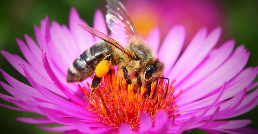 Beehavioural science is revealing emotional bias of trading